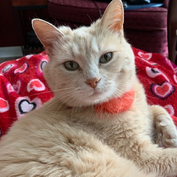 Meet your Posher, Lily - Picture 4 of 12